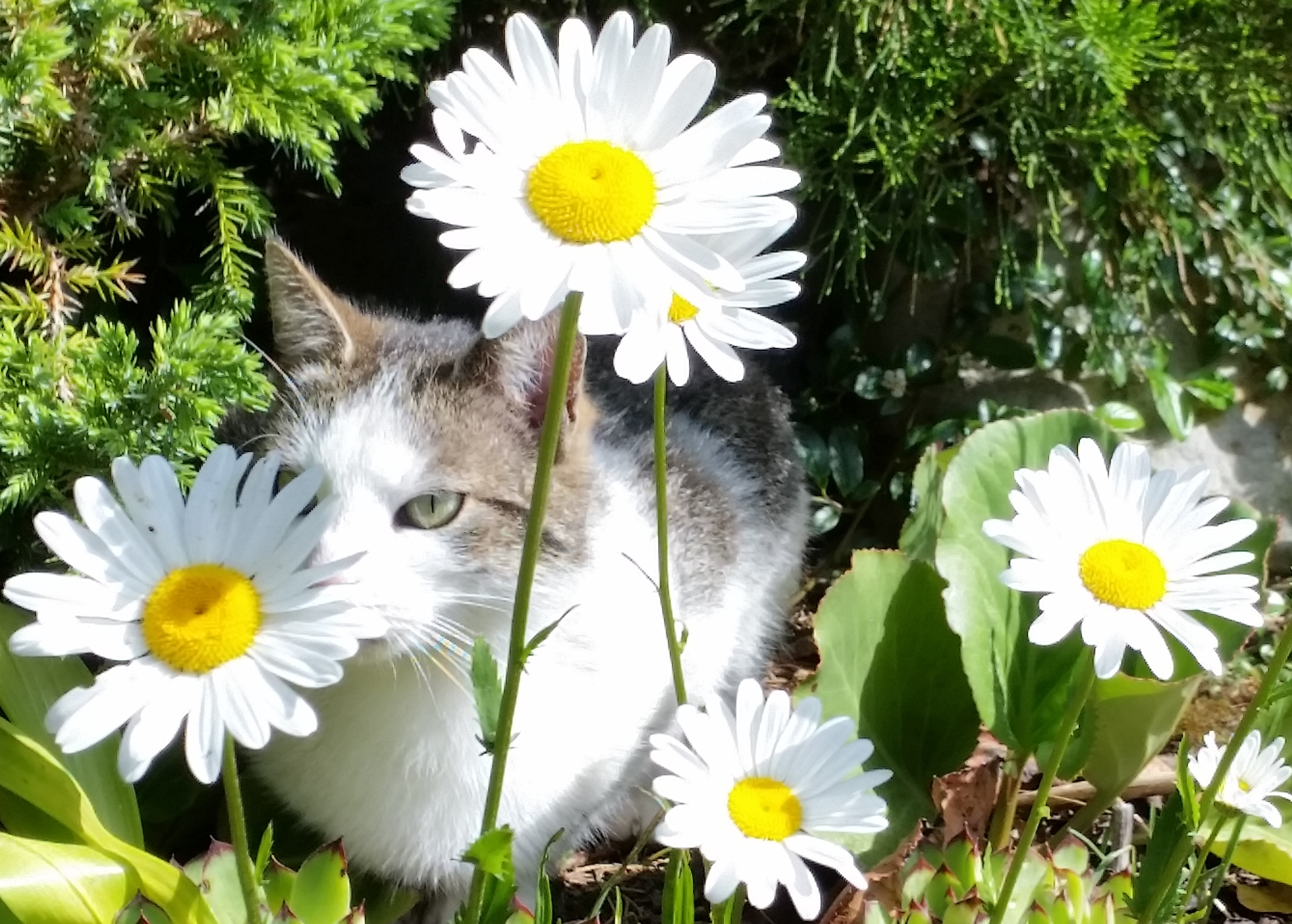 Energetisches Heilen bei Tieren, hier Katze
